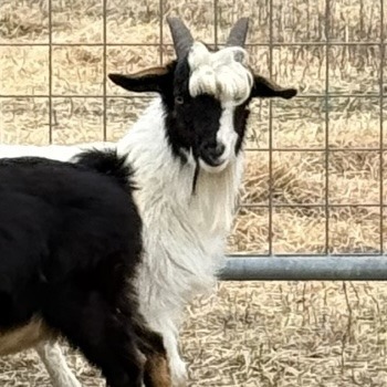 Cozumel, Young Male Goat