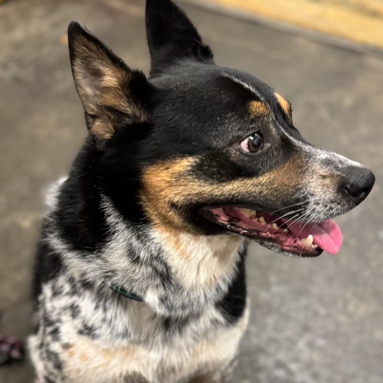 Pepper