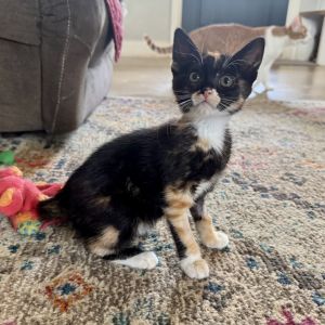 Bluebonnet, Baby Female Domestic Short Hair