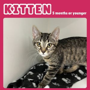 Musa, Baby Female Domestic Short Hair