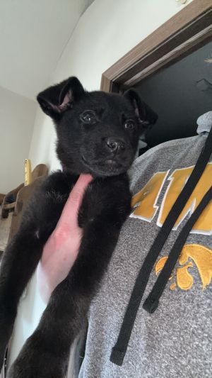 Ivy 2-17-2024, Young Female German Shepherd Dog