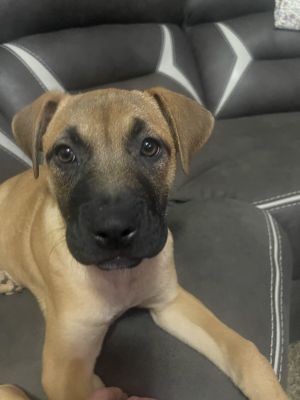 Sassy 11-13-2023, Young Female German Shepherd Dog