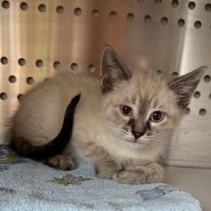 Casper, Baby Male Domestic Short Hair