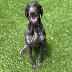 Gunner, Adult Male German Shorthaired Pointer