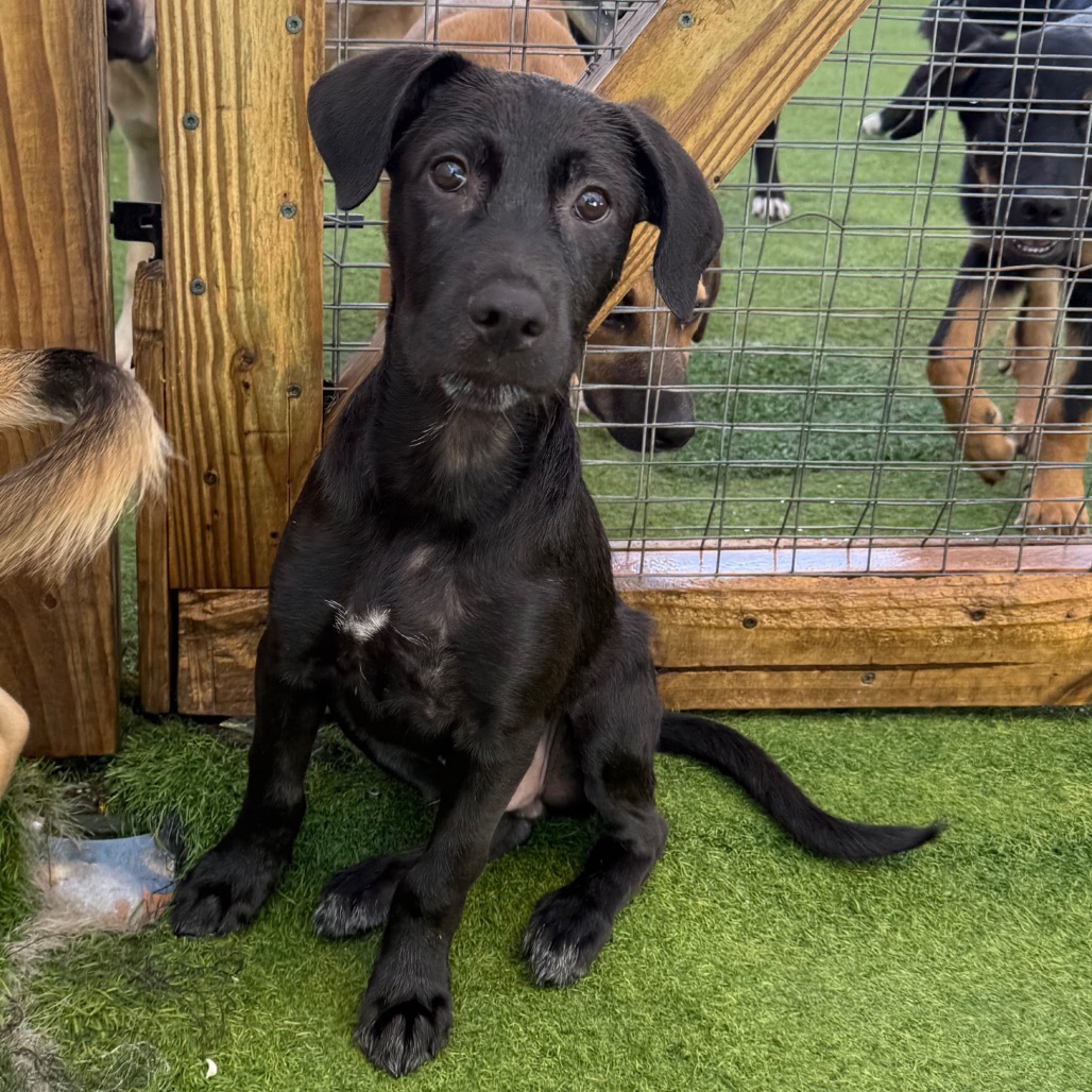 Palo Seco litter-Jet, an adoptable Affenpinscher in LOXAHATCHEE, FL, 33470 | Photo Image 1