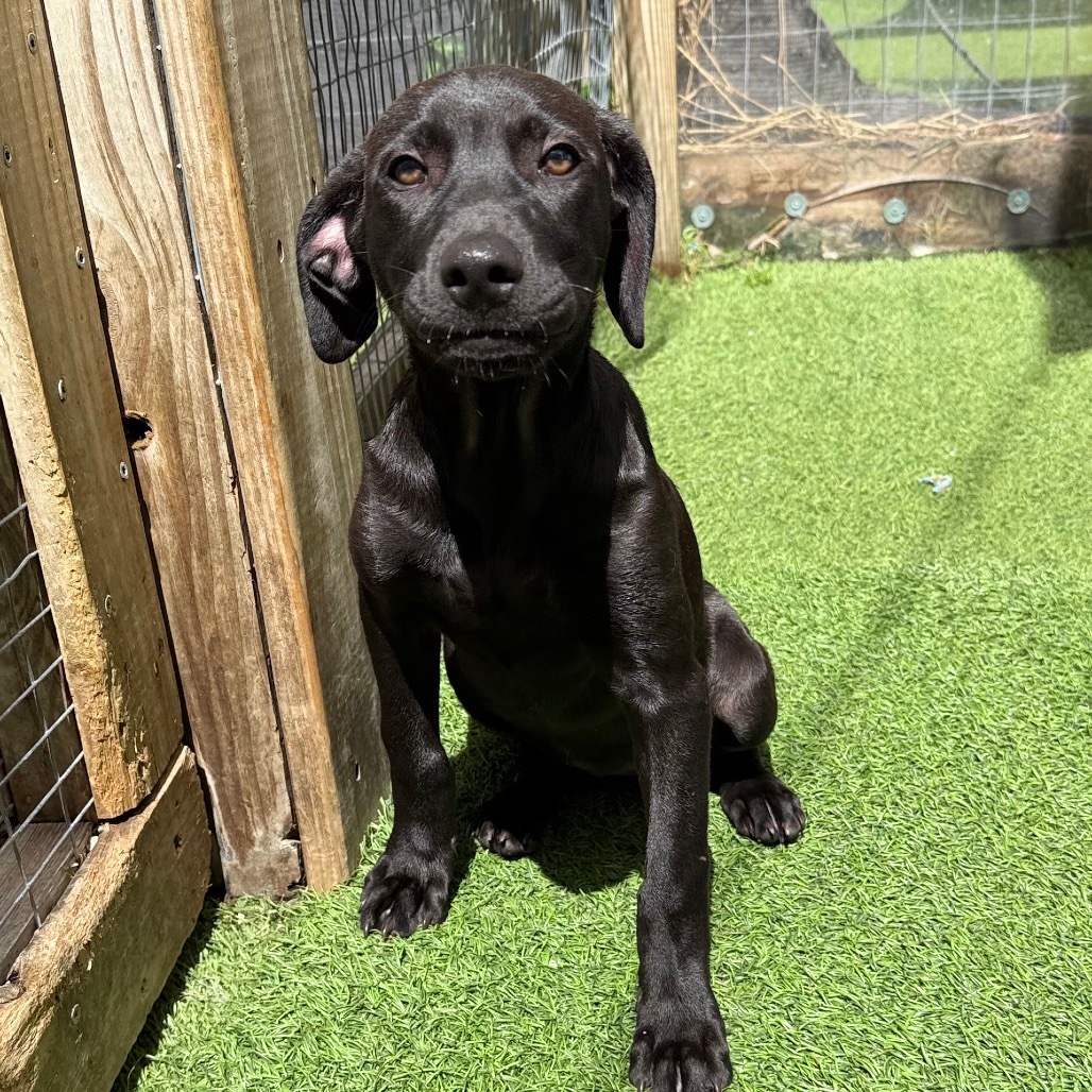Palo Seco litter-Trufa, an adoptable Affenpinscher in LOXAHATCHEE, FL, 33470 | Photo Image 1
