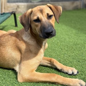 Guanica litter - Musa, Young Female German Pinscher