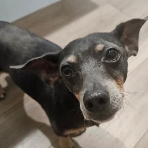 Daddy&#39;O, Adult Male Chihuahua
