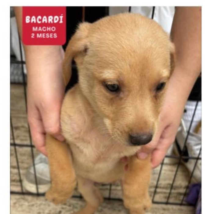 Palo Seco litter-Eclipse, an adoptable Affenpinscher in LOXAHATCHEE, FL, 33470 | Photo Image 2
