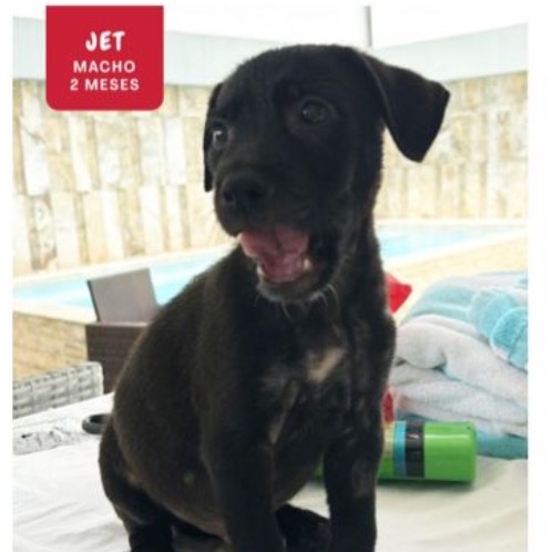 Palo Seco litter-Eclipse, an adoptable Affenpinscher in LOXAHATCHEE, FL, 33470 | Photo Image 4