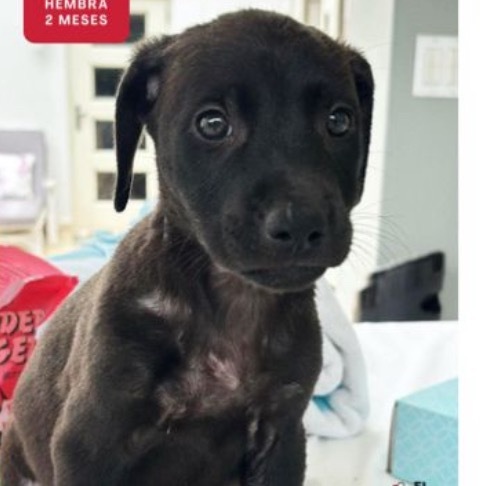 Palo Seco litter-Eclipse, an adoptable Affenpinscher in LOXAHATCHEE, FL, 33470 | Photo Image 5