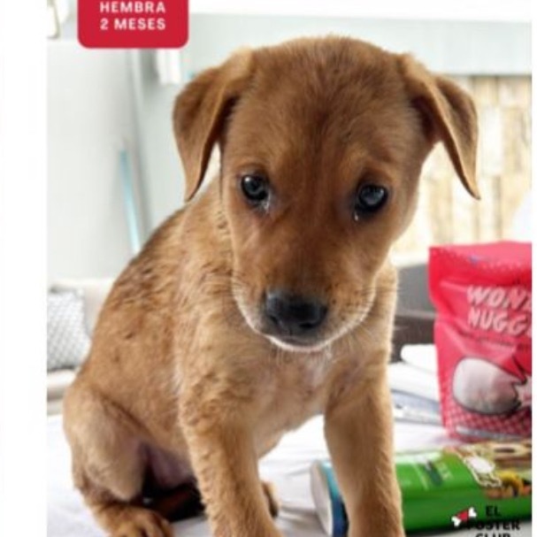 Palo Seco litter-Eclipse, an adoptable Affenpinscher in LOXAHATCHEE, FL, 33470 | Photo Image 6