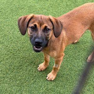 Jauca litter- Dalia, Baby Female German Pinscher