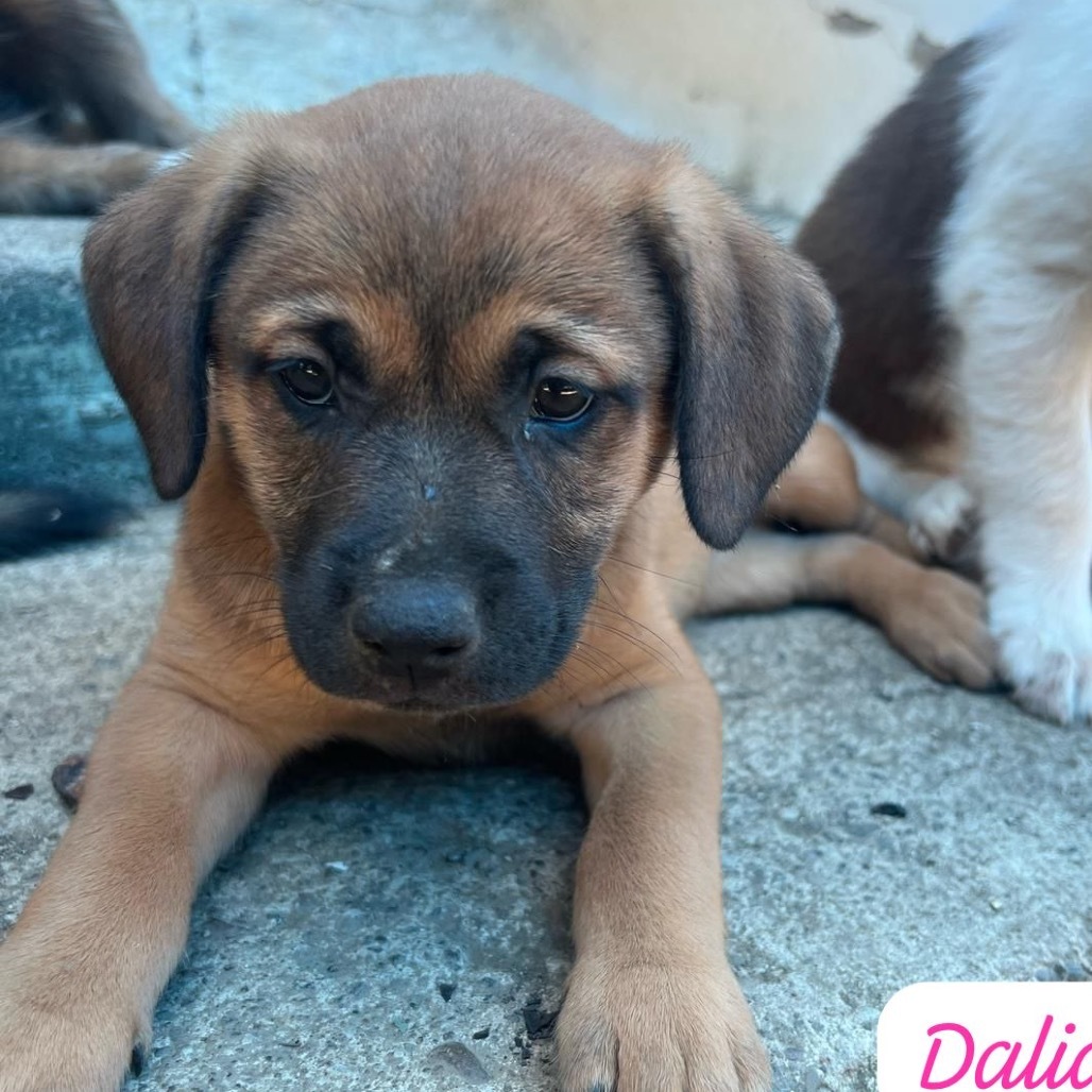 Jauca litter- Dalia