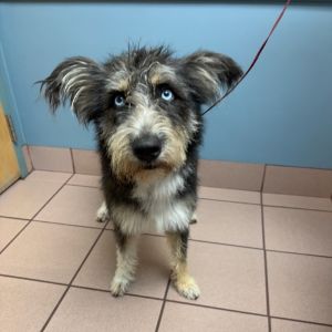 Olivia, Adult Female Mixed Breed