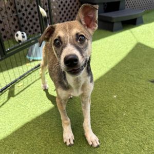 Camilo, Baby Male Jack Russell Terrier
