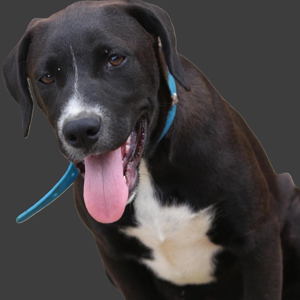 Guanica litter -Marcus