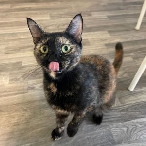 Samantha, Adult Female unknown