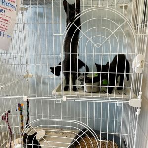 Gout, Baby Male Domestic Short Hair