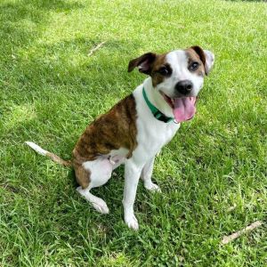 Henry Winkler, Young Male Terrier