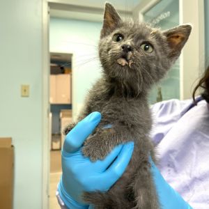 Dr. Thunder, Baby Male Domestic Medium Hair