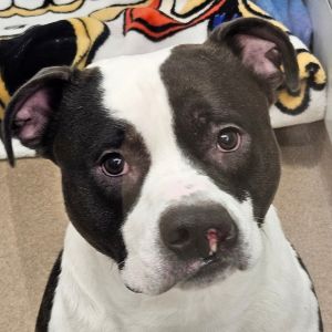 Baker, Adult Male Pit Bull Terrier