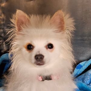 Sweetie, Baby Female Pomeranian
