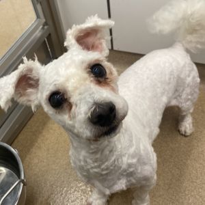 Buddy, Adult Male Poodle