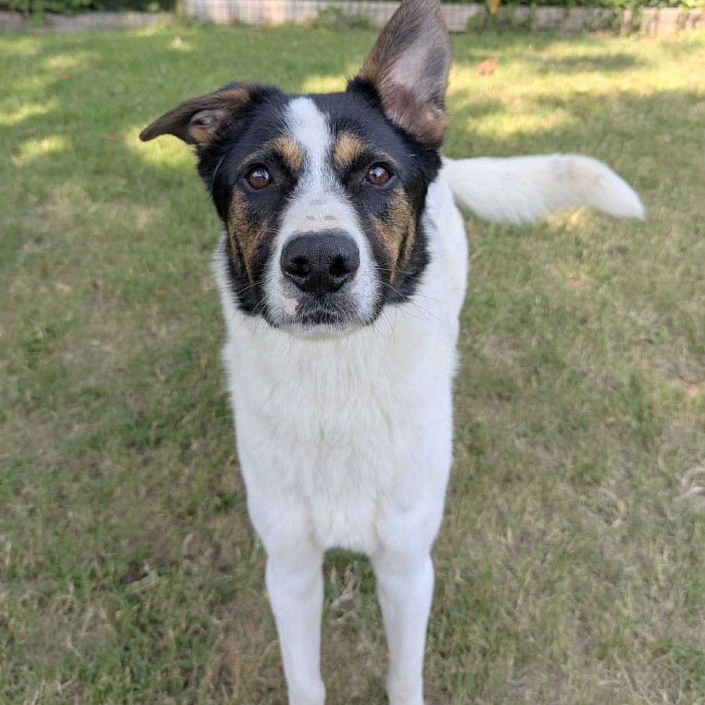 Beau