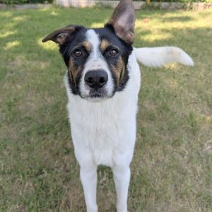 Beau, Adult Male Mixed Breed