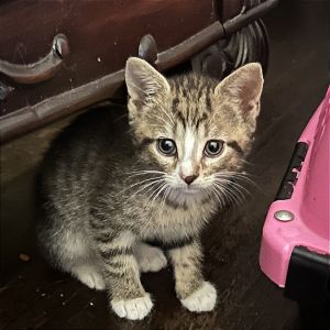 Orion, Baby Male Domestic Short Hair
