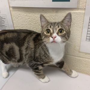 Mitttens, Young Female Domestic Short Hair