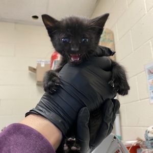 Skyline, Baby Male Domestic Short Hair