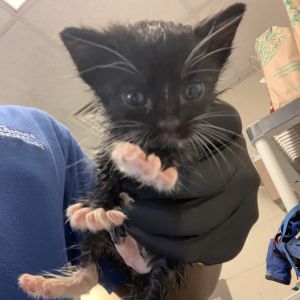 Banquet aka Violet, Baby Male Domestic Short Hair