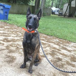Dutch, Adult Male Mixed Breed