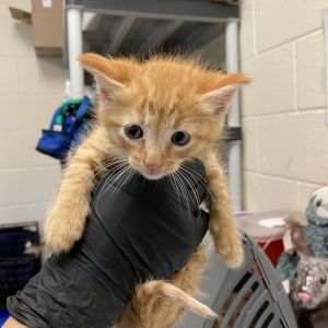 Anderson, Baby Male Domestic Short Hair