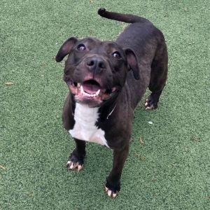 Portal, Adult Female Mixed Breed