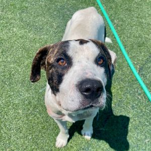 Tony, Adult Male Mixed Breed