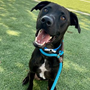 Tuck, Adult Male Mixed Breed