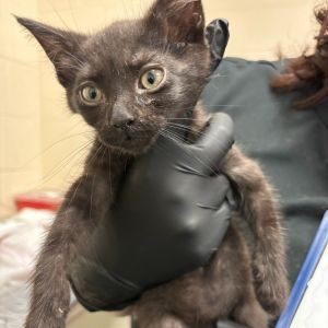 Arcee, Baby Female Domestic Short Hair