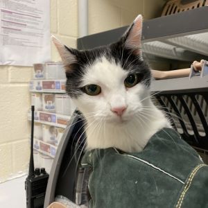 Pickles, Senior Male Domestic Short Hair