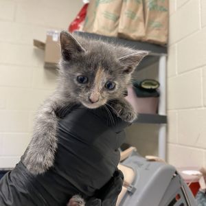 Carmel, Baby Female Domestic Short Hair