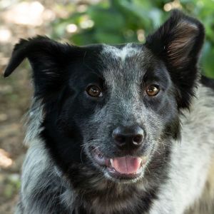 Presley Grace, Young Female Australian Shepherd