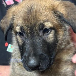 Titus, Baby Male German Shepherd Dog