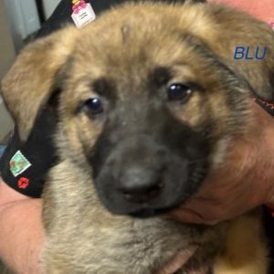 Blu, Baby Male German Shepherd Dog