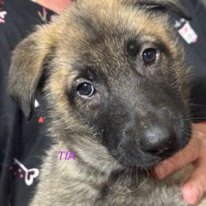 Tia, Baby Female German Shepherd Dog