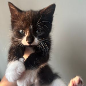 Beans, Baby Female Domestic Short Hair