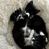 Beans photo 3