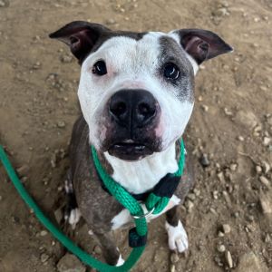 Muffin, Senior Female Pit Bull Terrier
