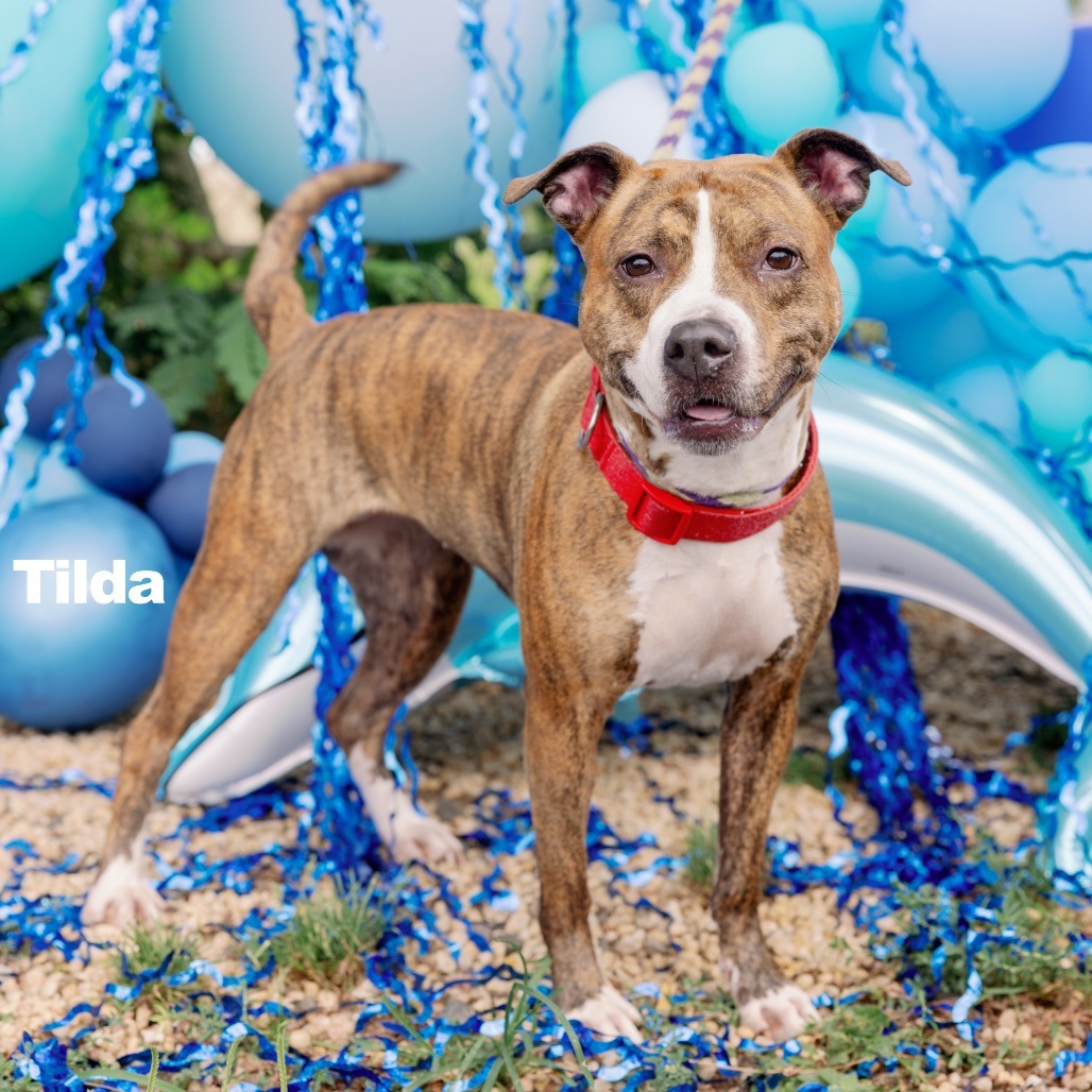 Tilda